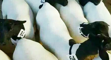 如何加工牛羊飼料？